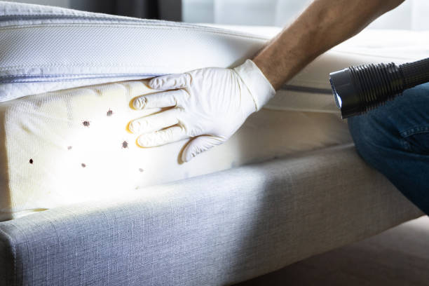 Best Rat Extermination Near Me  in Bayside, WI