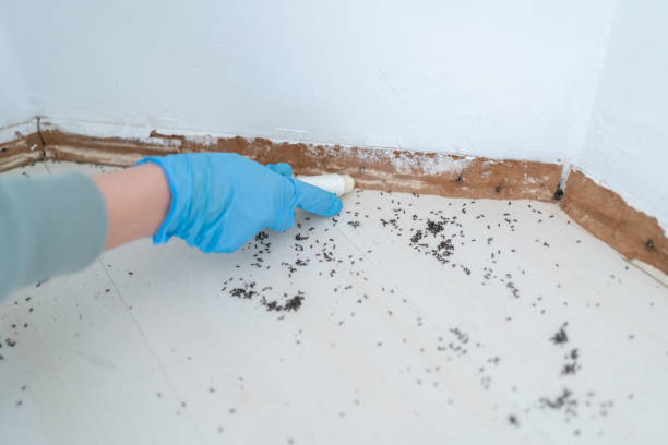 Professional Pest Control in Bayside, WI
